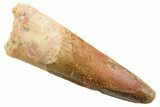 Fossil Spinosaurus Tooth - Feeding Worn Tooth #364213-1